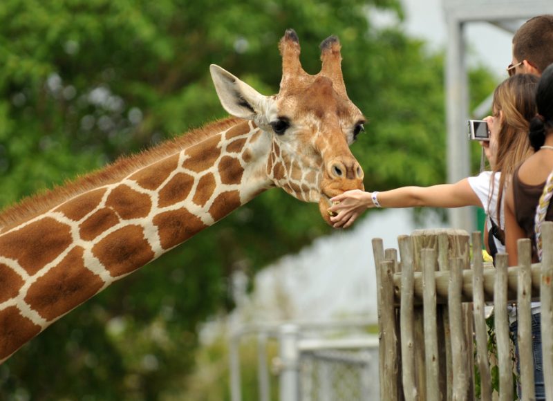 giraffe eet uit hand